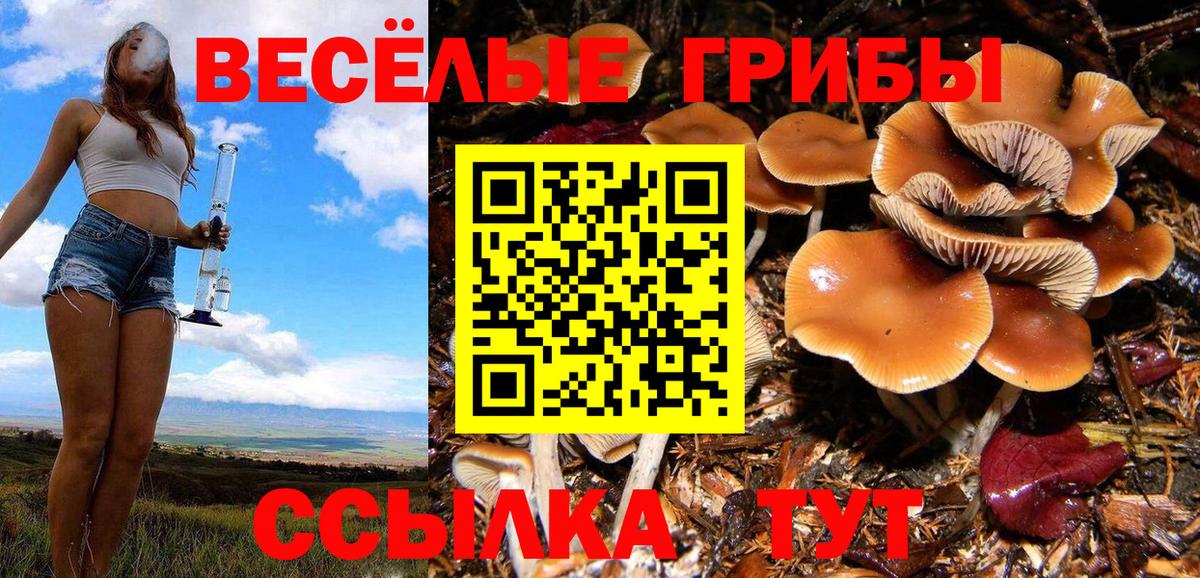 Галлюциногенные грибы Psilocybine cubensis  Псилоцибиновые грибы прущие грибы  Вход с VPN  Ачхой-Мартан 