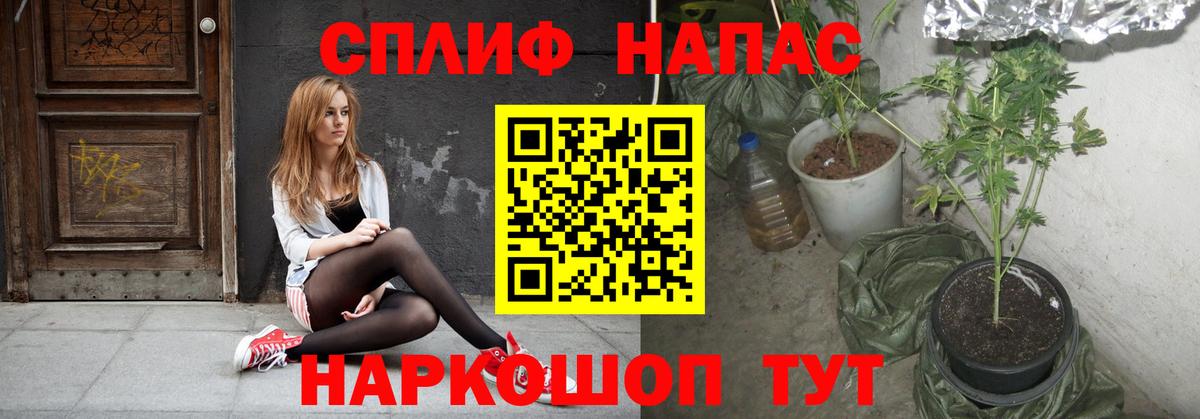 Ачхой-Мартан  Каннабис MAZAR  Каннабис семена  Вход с VPN  Конопля индика 